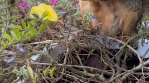 How cute the little squirrel looks when it eats walnuts!