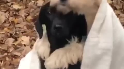 Cute Dogs Hugging