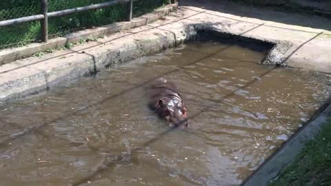 A hippo emerges from the water and yawns.