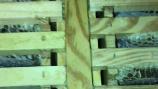 Langstroth Medium 30 Frame Comb/Brood Box