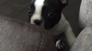 Puppy Crying For Daddy to Pick Her Up