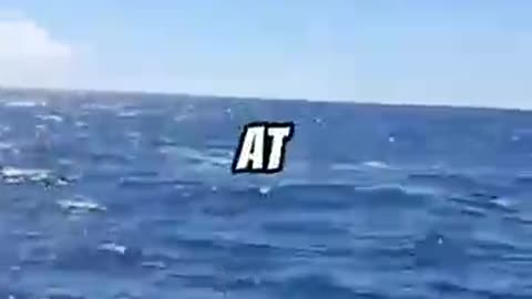 Sharks jump into the boat
