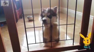 Funny Dogs - A Funny Dog Videos Compilation 2017