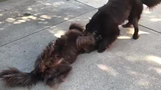 Huge Newfoundlands Wrestling