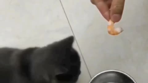 Hungry cat