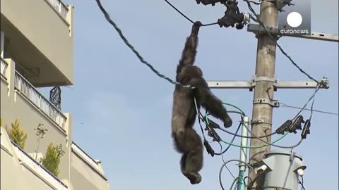 Animals getting shocked, Electric shock funny