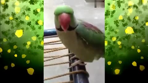 Talking parrot Funny Video calling Mom