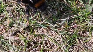 Bee Walking In North Wales.