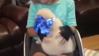 Surprise service puppy sends mom into tears on her birthday