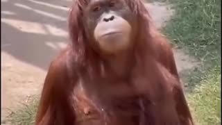 Orangutan demand food 🤣