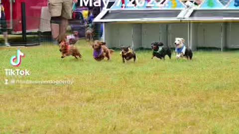 Fast wiener dogs