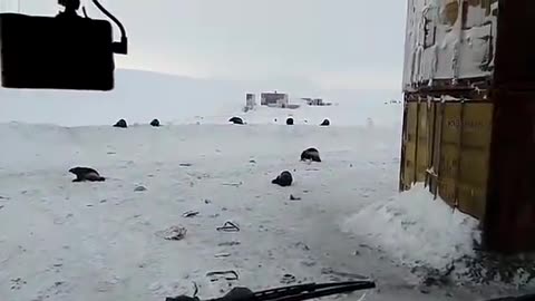 Wolverine invasion in Yakutia! Very rare footage!!!