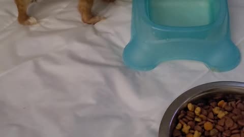 Micro Chihuahua birthday part 1