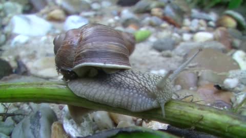 Snail Animals Shell Nature Reptile Mollusk