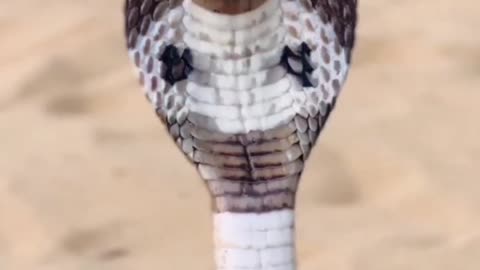 The King Cobra-One Of The Most Venomous Snakes On The planet Literally “Stand Up”And Look A Full Grown Person In The Eye!