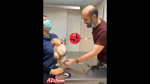 Puppy fears injection 😹😡 Funny dog videos 🐕🐶 funny pets videos Part 17