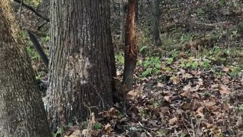@sydnie_wells is chasing after a buck that almost cut through a small tree!