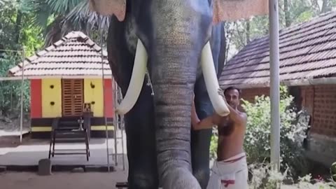 Ρομποτικός ελέφαντας Ινδία