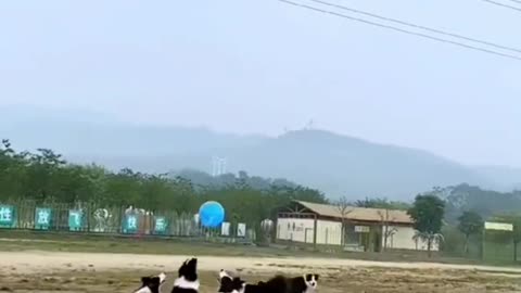 Border collie's balloon cup. 🎈...