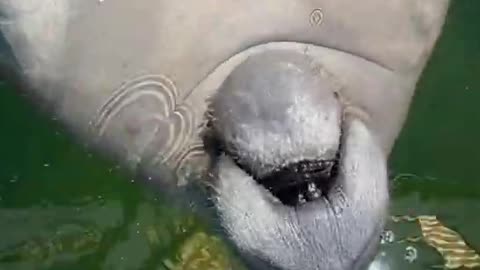 Manatees enoying dripping water