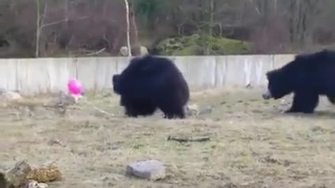 bears find a floating pink