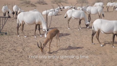 Dubai Desert Platinum Heritage Wildlife Nature Tour