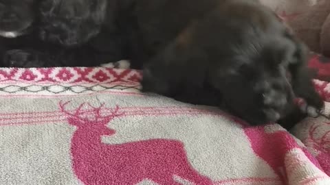 Adorable Cocker Spaniel Puppies Playing On The Couch