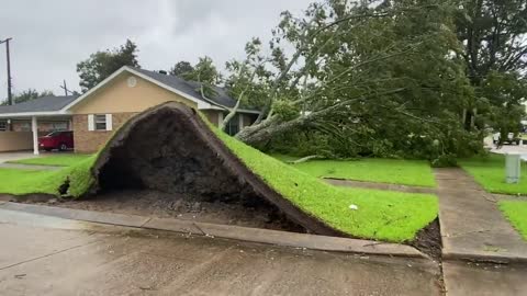 Large tree uprooted and topped onto home in Morgan City, LA.
