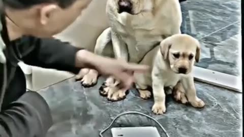 Mom raised her paw to defend her puppy❤️Mothers love for her baby😘