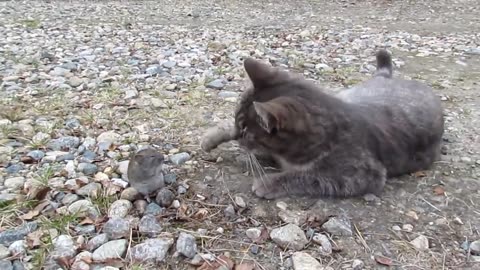 For The First Time 😳😜 Cat Kisses The Mouse 💖🐁🐁