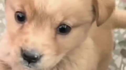 Baby dog. Cute puppy barking