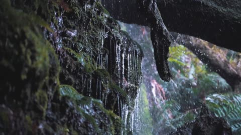 Rainforest Rain Sounds for Sleeping or Studying 🌧️ White Noise Rainstorm