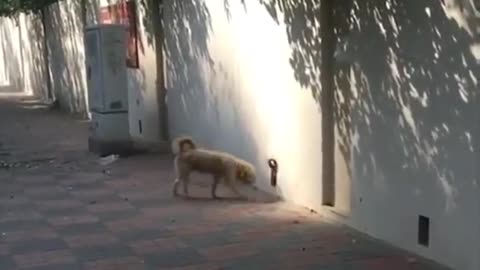 Mind-Boggling Disappearing Dogs