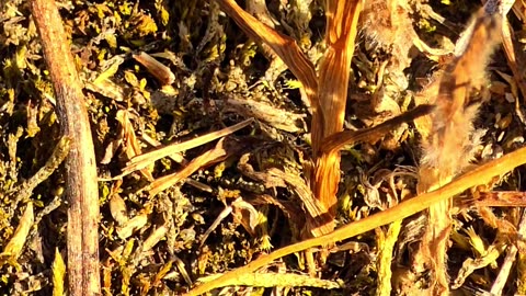 Ants dragging away a dead caterpillar / Beautiful insects in nature / Video with music.