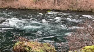 Beautiful Wilderness River Hiking – Metolius River – Central Oregon