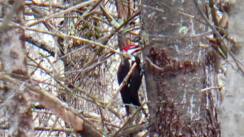 Pileated Woodpecker