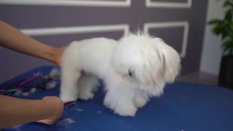 MALTESE PUPPY, FIRST GROOMING WITH SCISSOR ✂️❤️