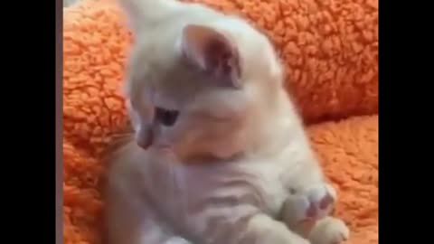 Cute melting kittens