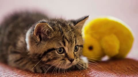 Baby cat observe and get ready to jump close up