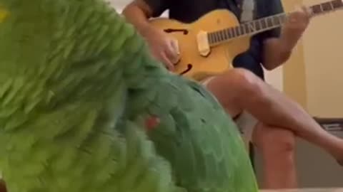 NOTHING TO SEE HERE JUST A PARROT 🦜SINGING