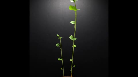 PLANT GROWTH IN TIME LAPSE