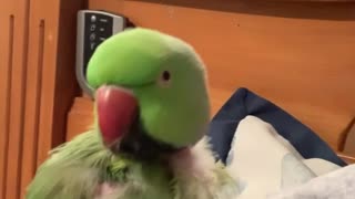 Parrot Wants To Be An Opera Singer