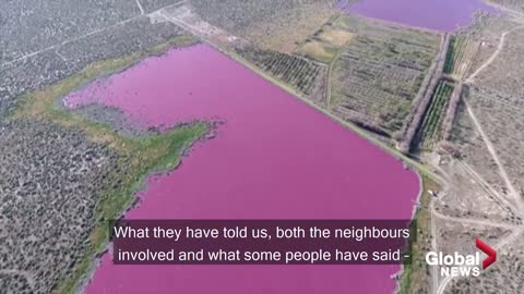 Why have two Argentina lakes turned pink? Environmentalists say it is because of pollution