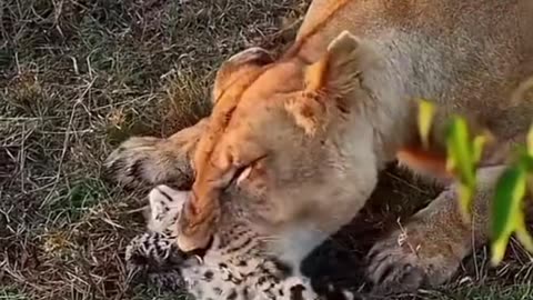 Amazing Creature fighting for Survival💪