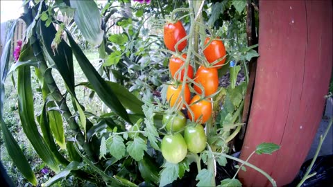 Easy to grow tomatoes ripening time lapse video.