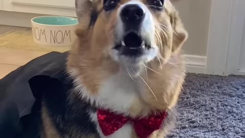 CORGI PRANK WAR Hammy & Olivia Compilation