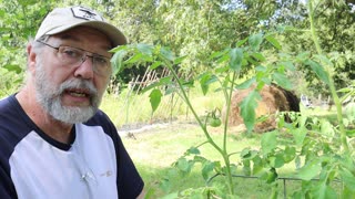 Save this year's Tomatoes for spring