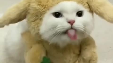 Funny animals compilation. Cute cats, cute kittens, funny dogs