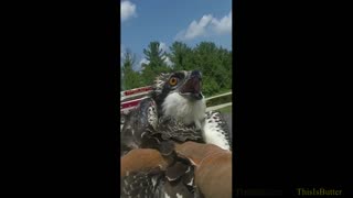 Fairfax release body cam of a Osprey being rescued by firefighters after being tangle from a treetop
