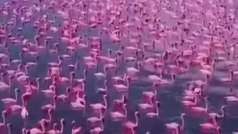 Innumerable Beautiful Pink Ducks in The Lake #shorts #viral #shortsvideo #video